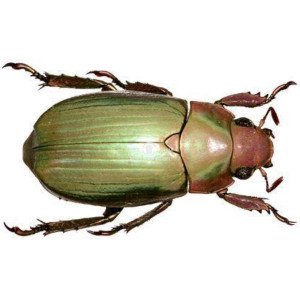 CHRYSINA TURCKHEIMI